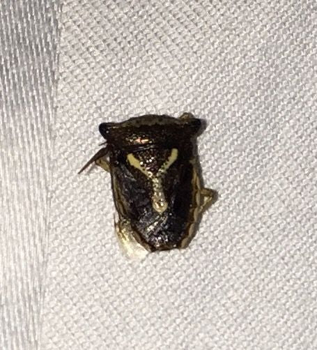 Stink bug