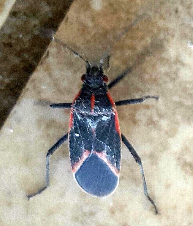 Club Box Bug Hibernating Box Elder bug