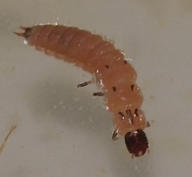 scarlet malachite beetle larva
