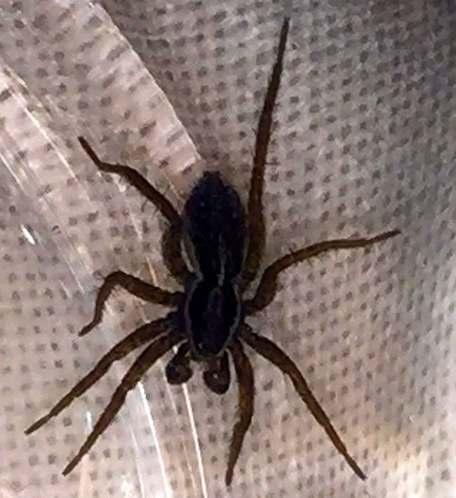 male fishing spider