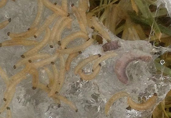 Fungus gnat larvae