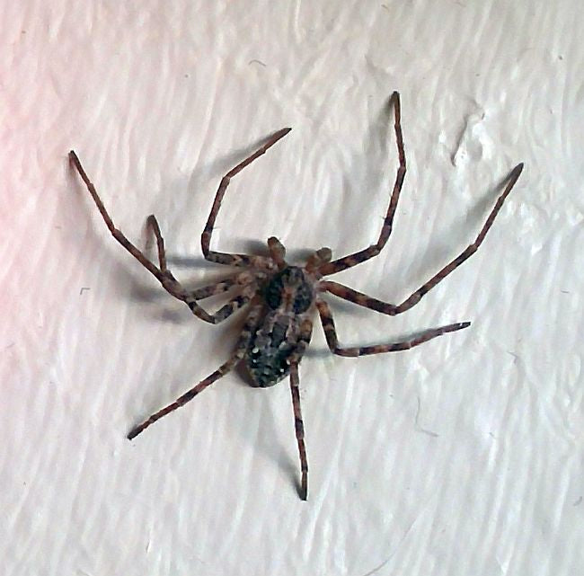 running crab spider