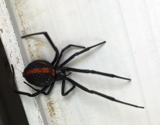 Northern Black Widow spider
