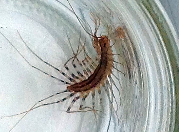 House Centipede