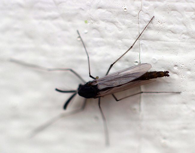 Non-biting midge