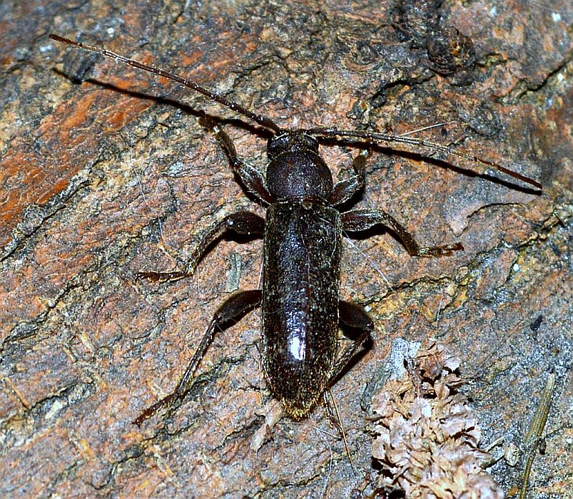 long-horned wood-boring beetle