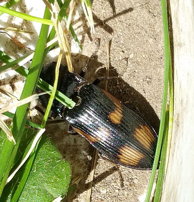 Click Beetle