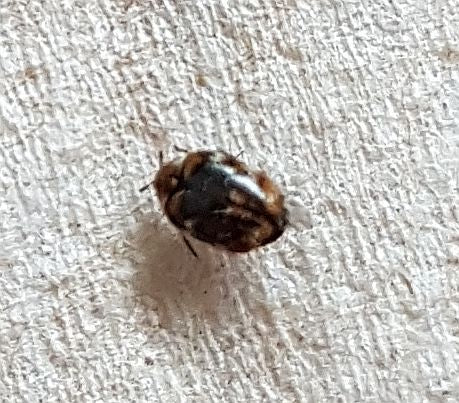 Varied carpet beetle