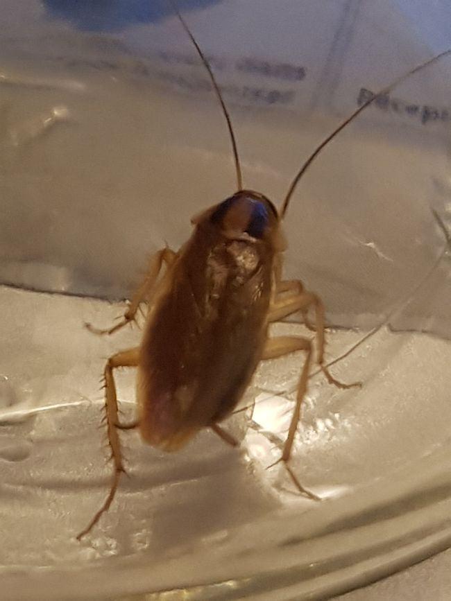 German cockroach
