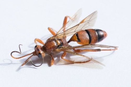 Ichneumonid wasp