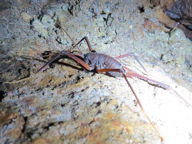 cave/camel cricket