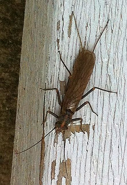 Stonefly