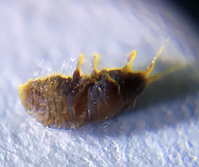 Adelgid nymph