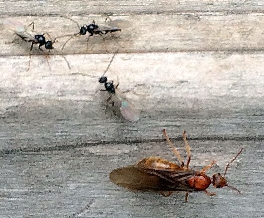 Female and male ants