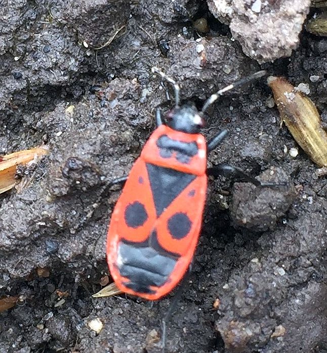 firebug