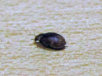Carpet beetle?