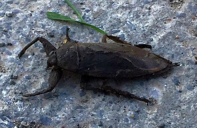 giant water bug