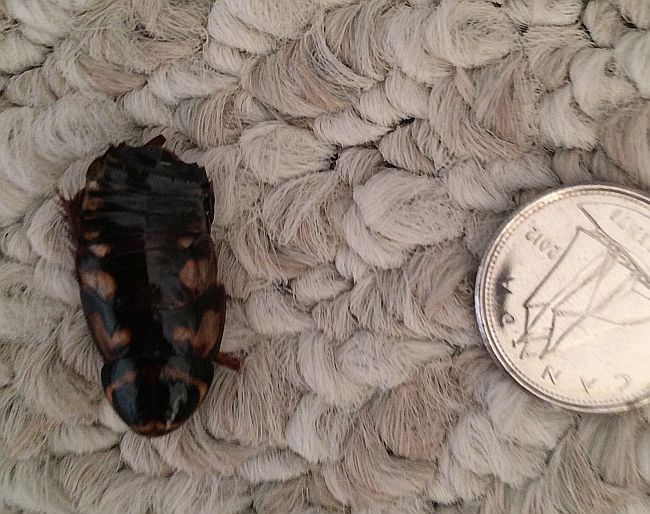 Australian cockroach nymph