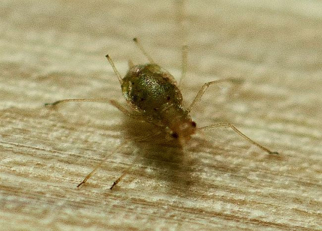 plant louse