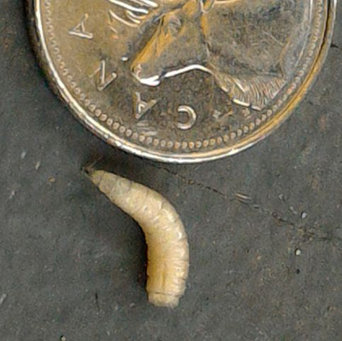Maggot (fly larva)