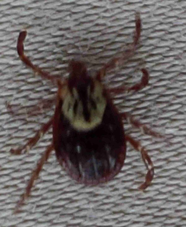 Dog tick