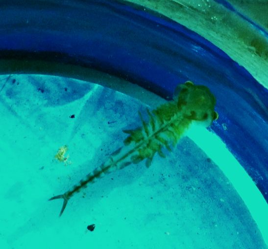 fairy shrimp crustacean