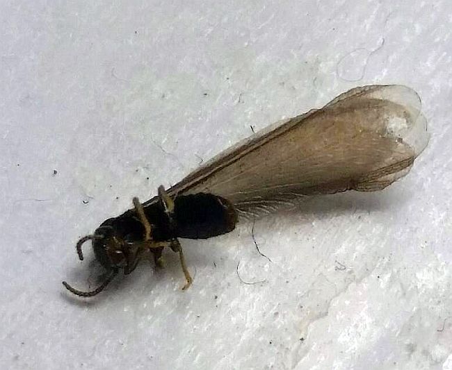Reproductive caste termite