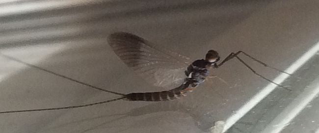 Mayfly