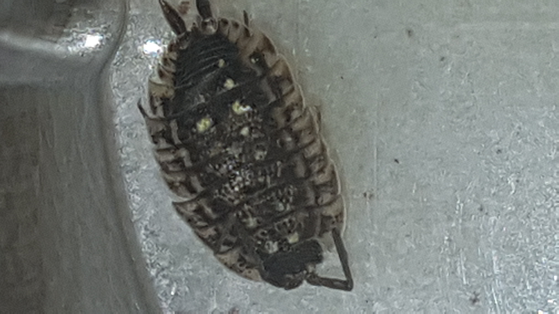 Sowbug