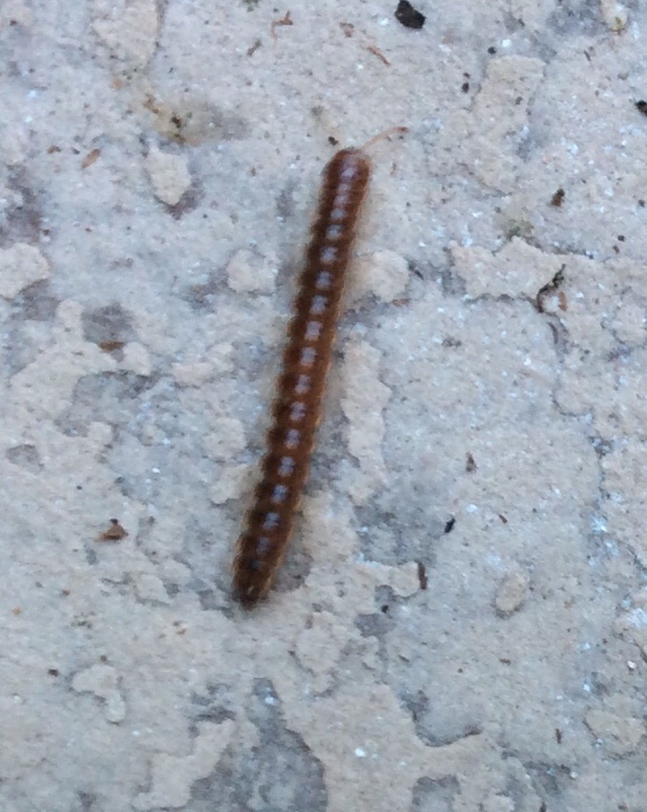 Flat-backed millipede