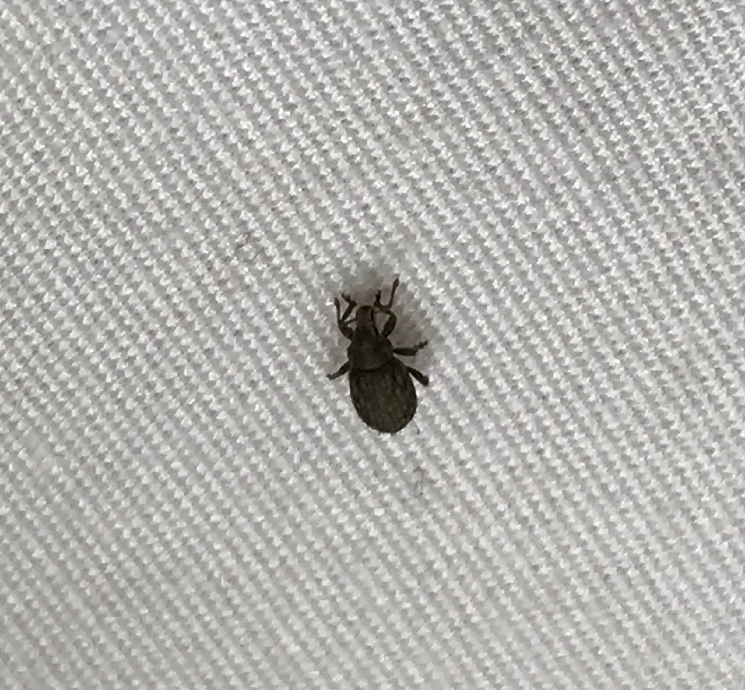 Short-snouted/broad-nosed weevil