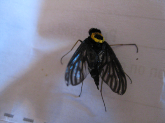 Golden-backed Snipe Fly