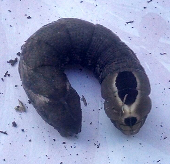 Caterpillar of a sphinx moth