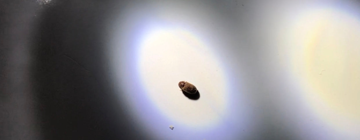 Drugstore beetle