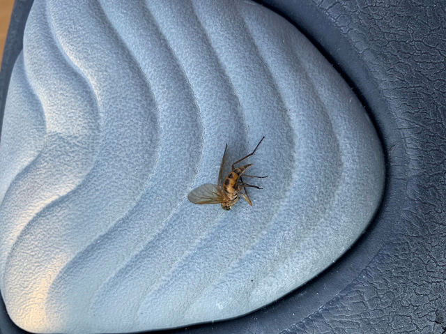Snipe fly