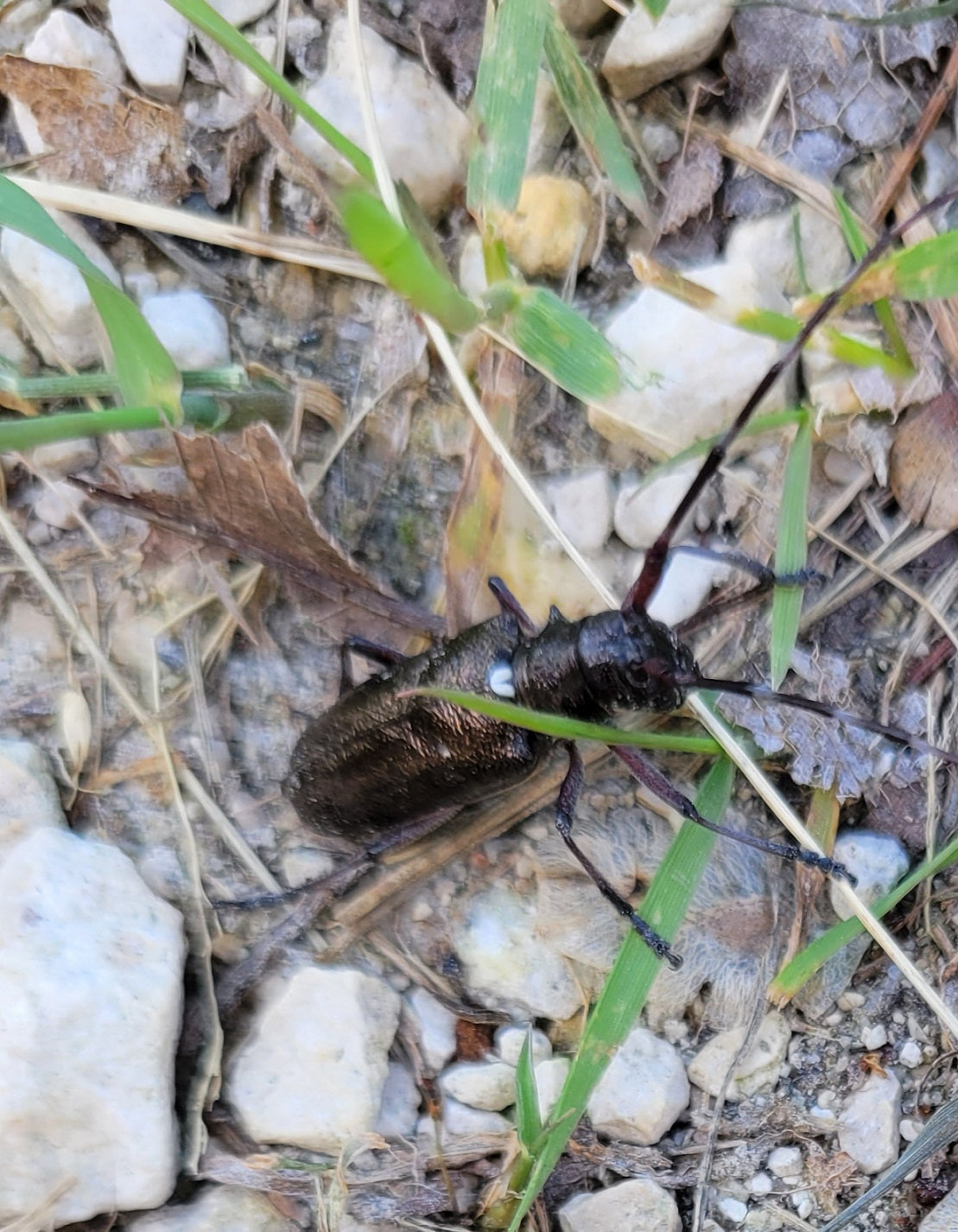 White-spotted sawyer beetle