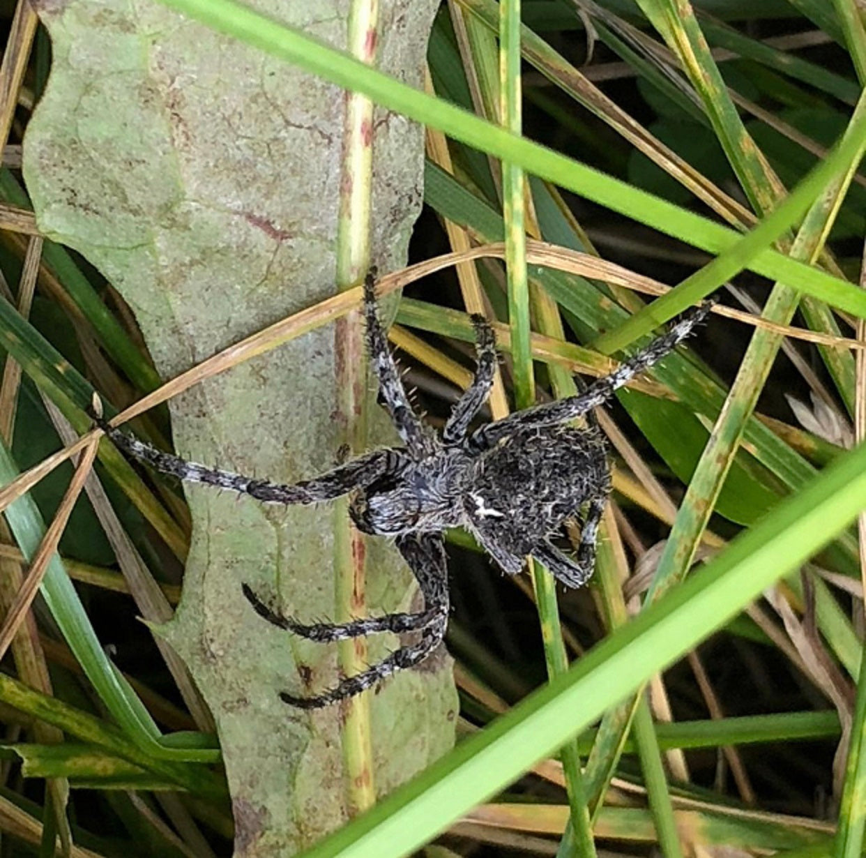 Orb weaving spider