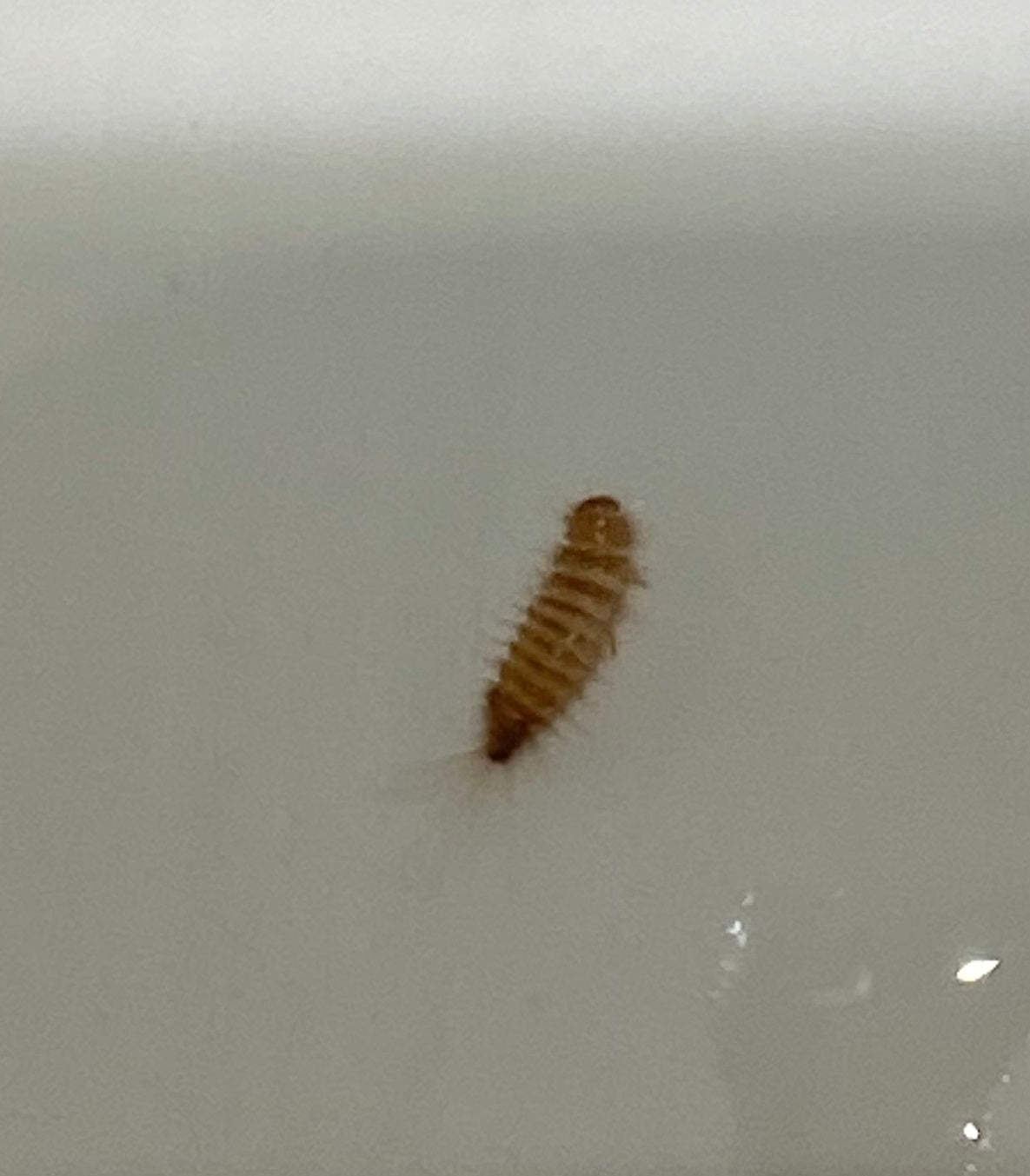 Larva of a carpet beetle