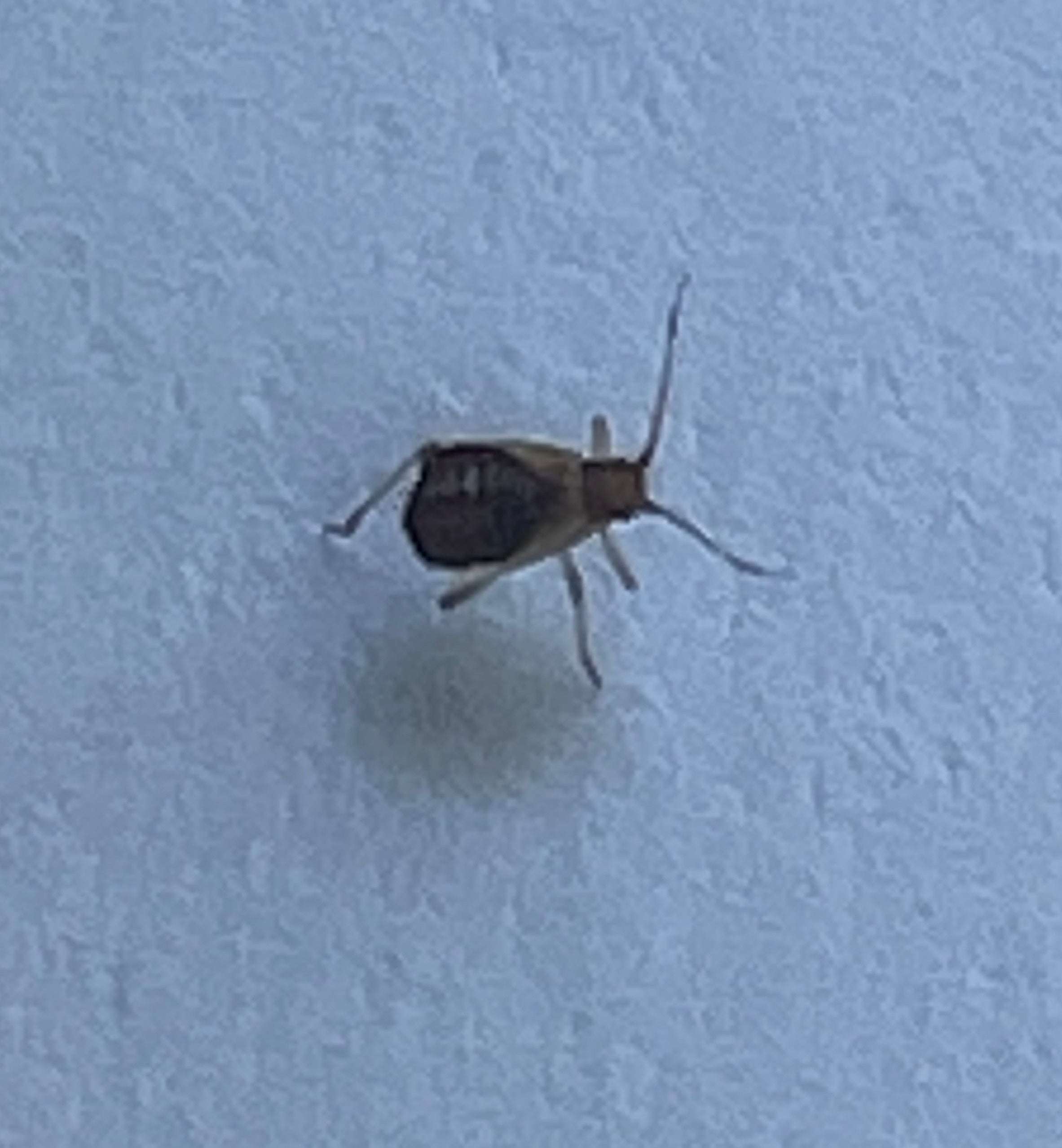 Aphid