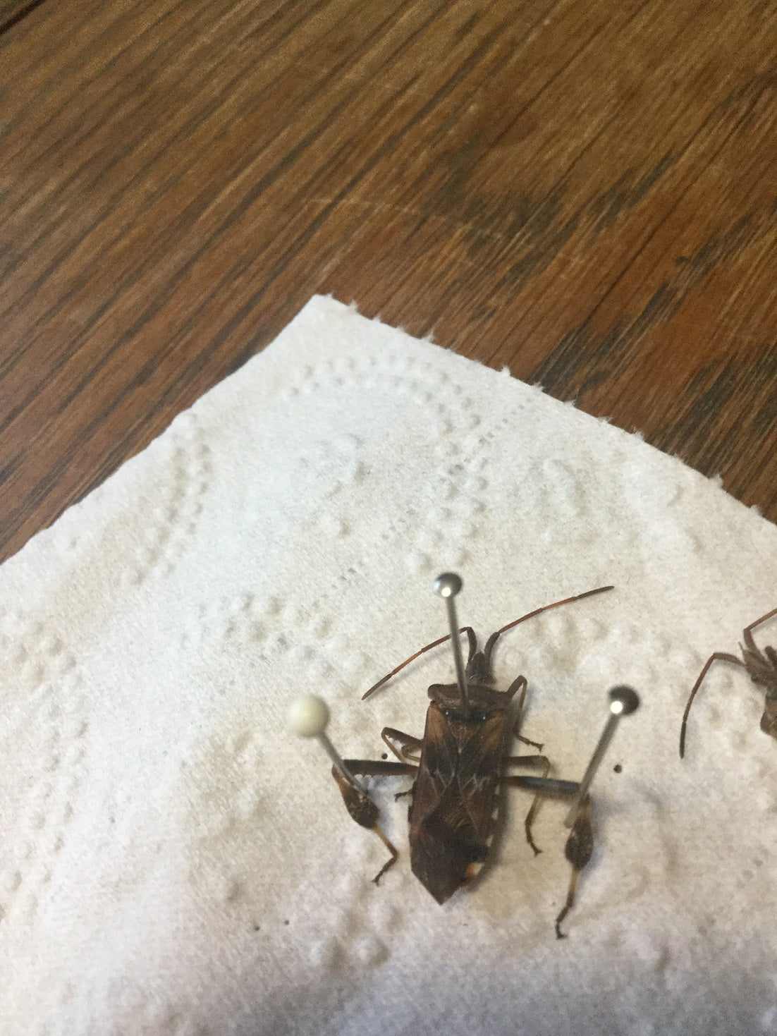 Western conifer seed bug