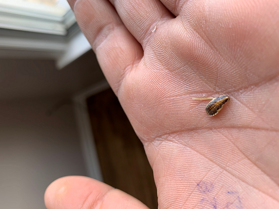 Nymph of a German cockroach