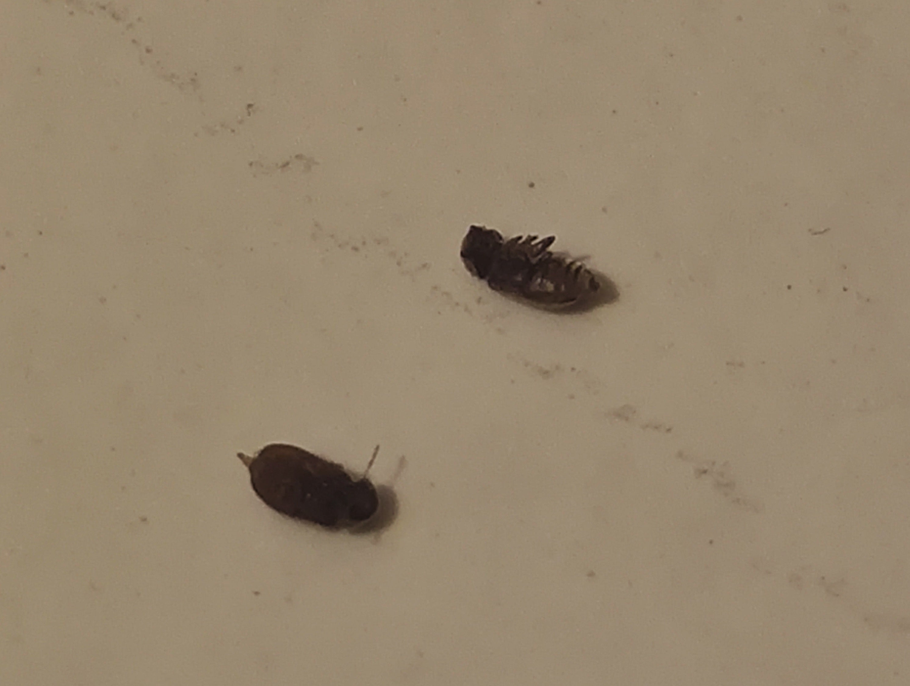 Drugstore beetles