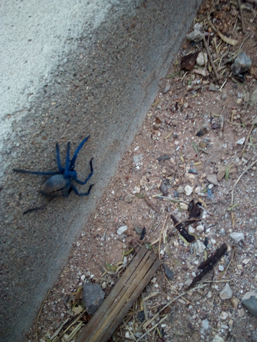 Huntsman/giant crab spider