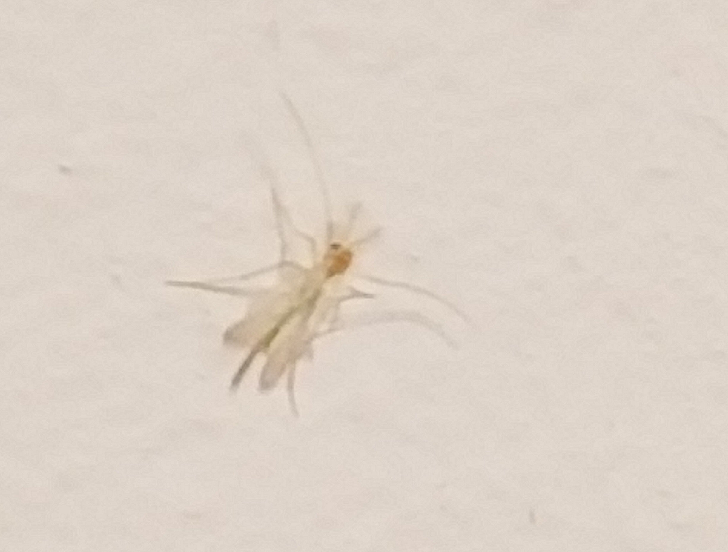 Non-biting midge