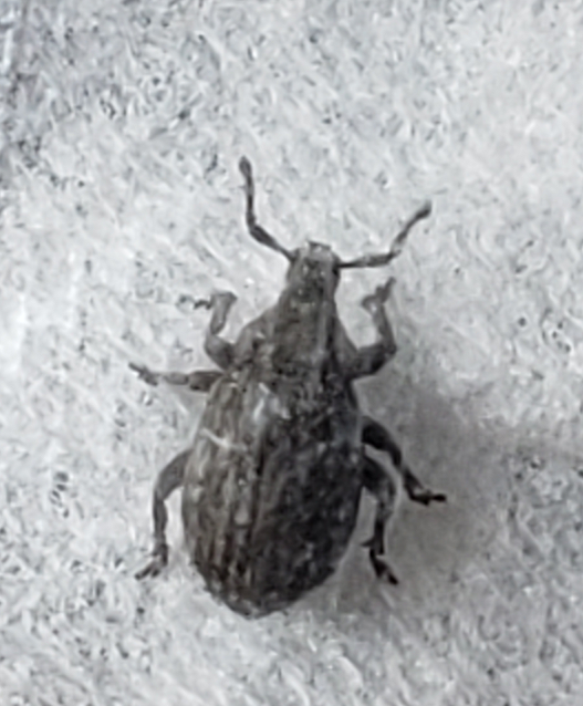 Weevil