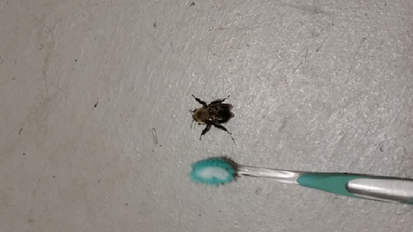 Carpenter bee or a Bumble bee