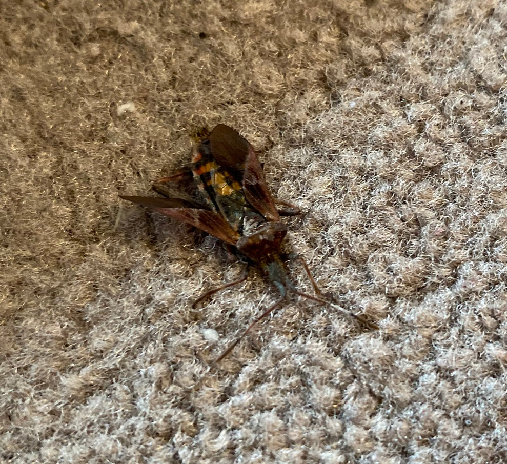 Western conifer seed bug