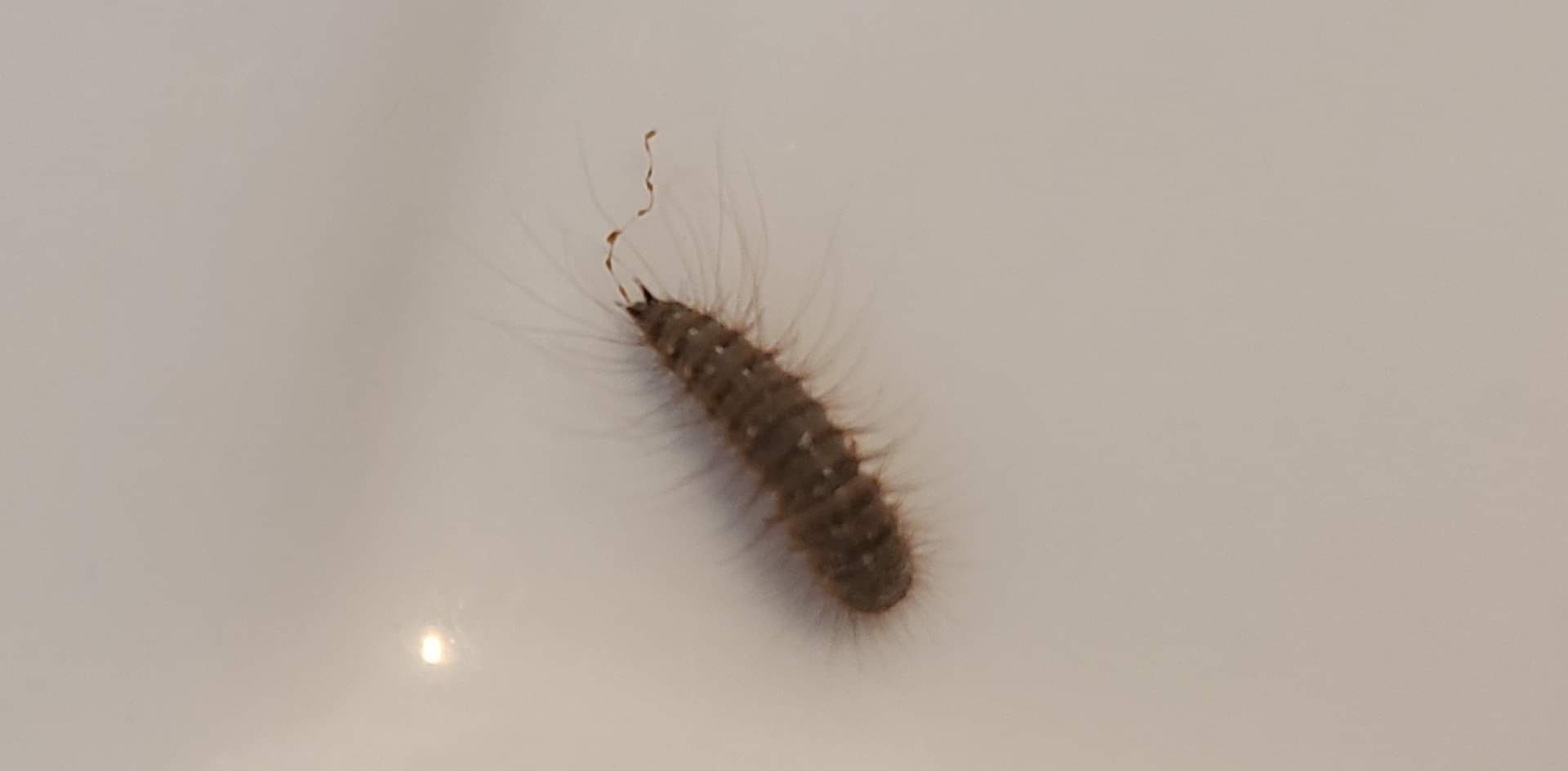 Larva of a larder beetle