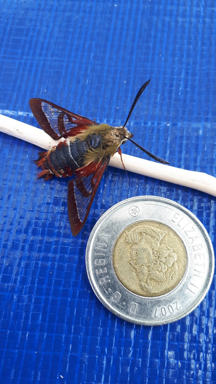Clearwing hummingbird moth