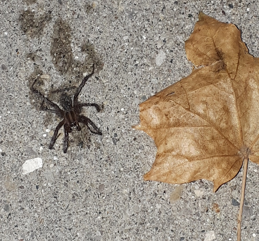 Male wolf spider  (Lycosidae)